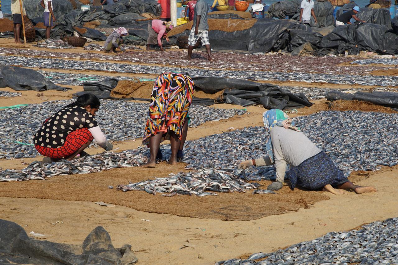 Negombo - Fischmarkt, Taglöhner beim Auslegen der Fische zum Trocknen