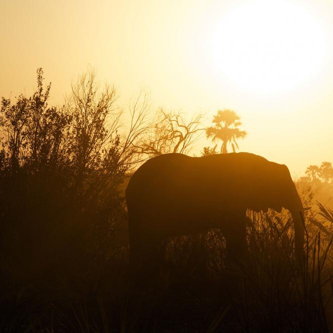 Sonnenuntergang Elefant