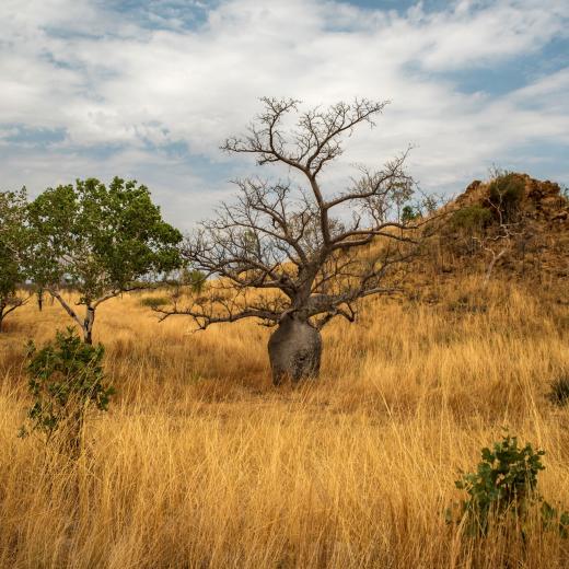 Boab Tree