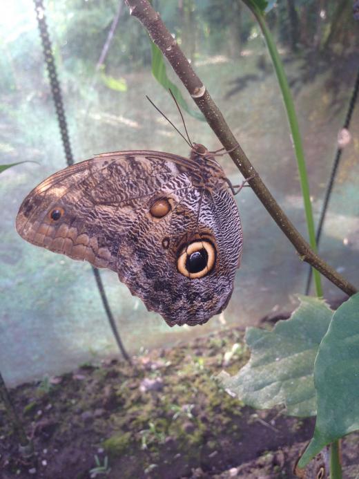 Schmetterling