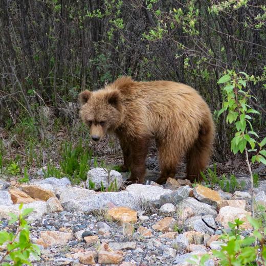 Braunbär