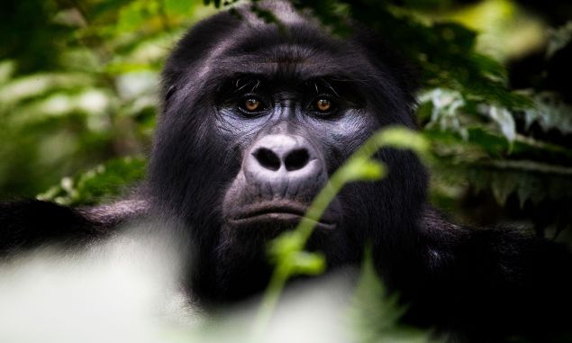 Im Reich der Gorillas