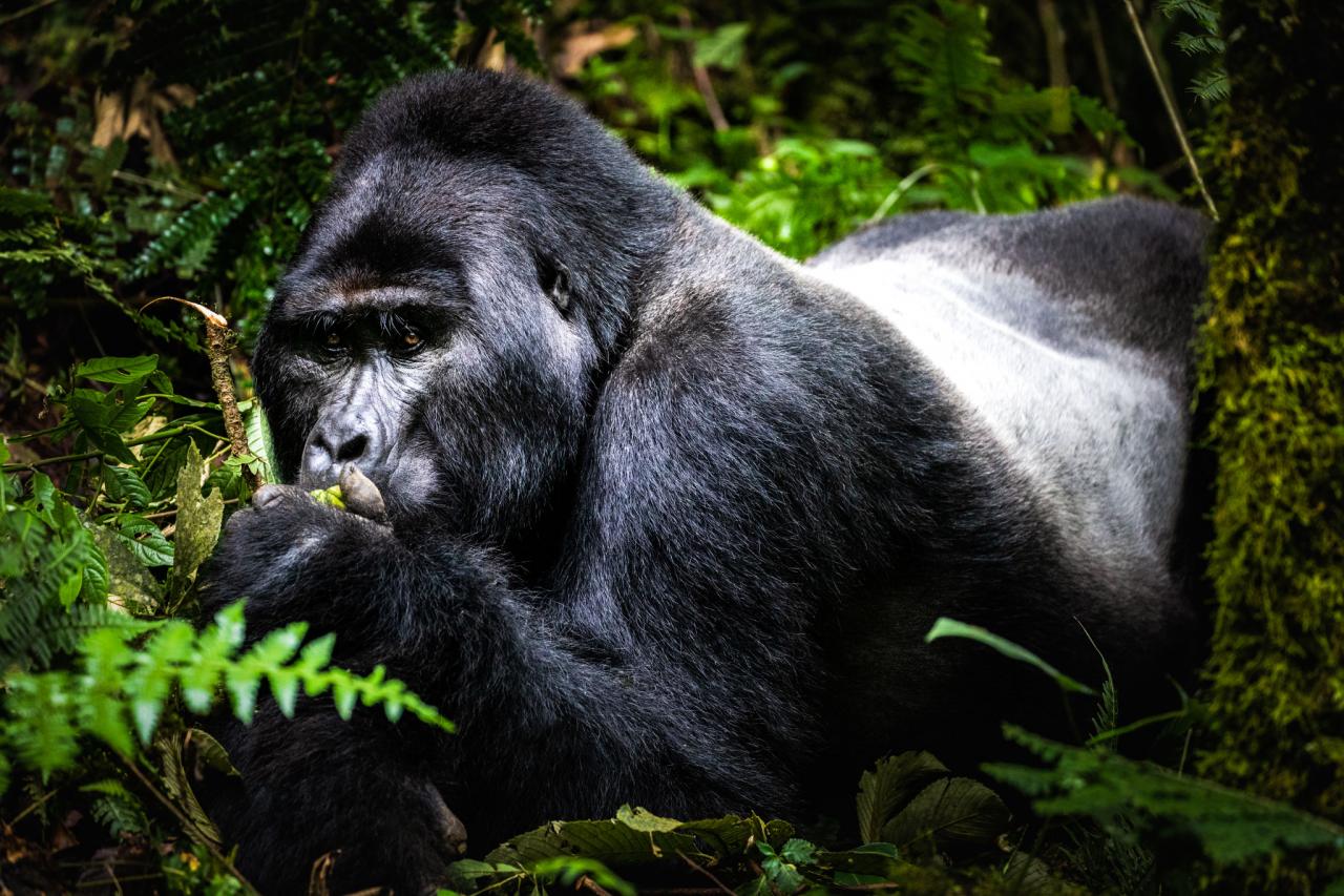 Der Chef der Gruppe, ein Silverback, verspeiste genüsslich seine Früchte, liess uns aber keine Sekunde aus den Augen.