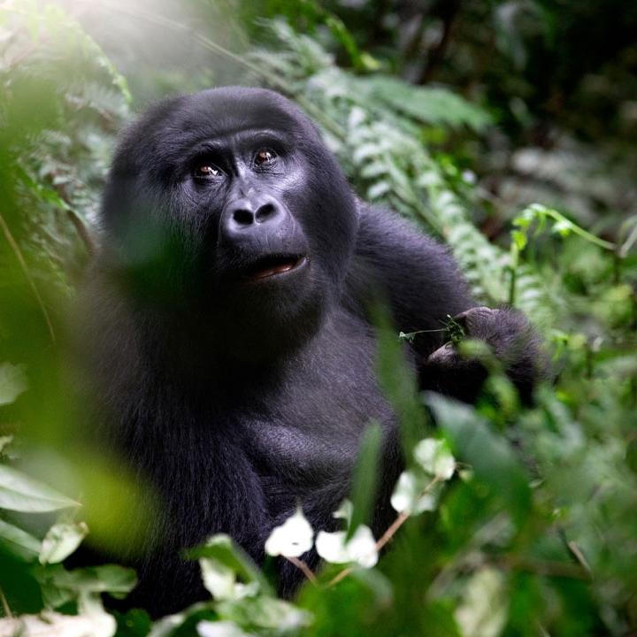 Gorillas geben «knurrende» Geräusche von sich, um sich untereinander zu verständigen, sowie abzuschätzen, ob wir eine Gefahr für sie sind oder nicht. Die Guides knurrten jeweils zurück, um ihnen zu signalisieren, dass alles in bester Ordnung ist.