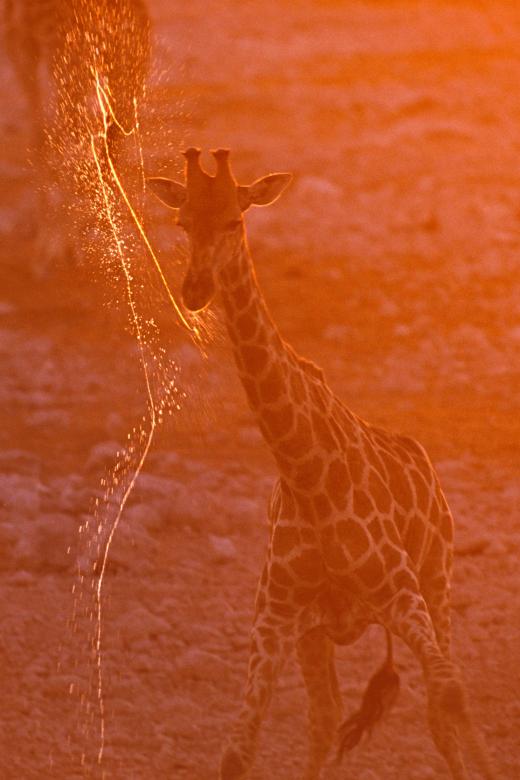 Giraffe