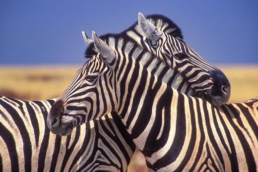 Zebra