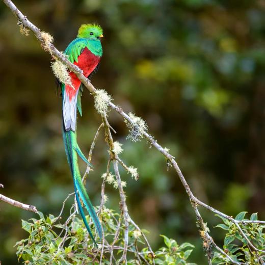 Quetzal