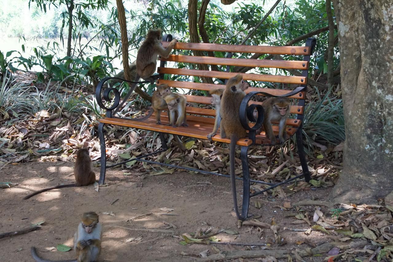 Kandy - Botanischer Garten, besetzte Parkbank