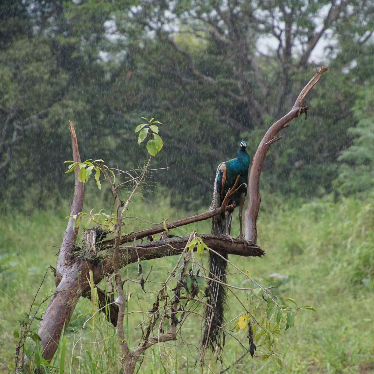 Minneriya Nationalpark - Pfau im Regen