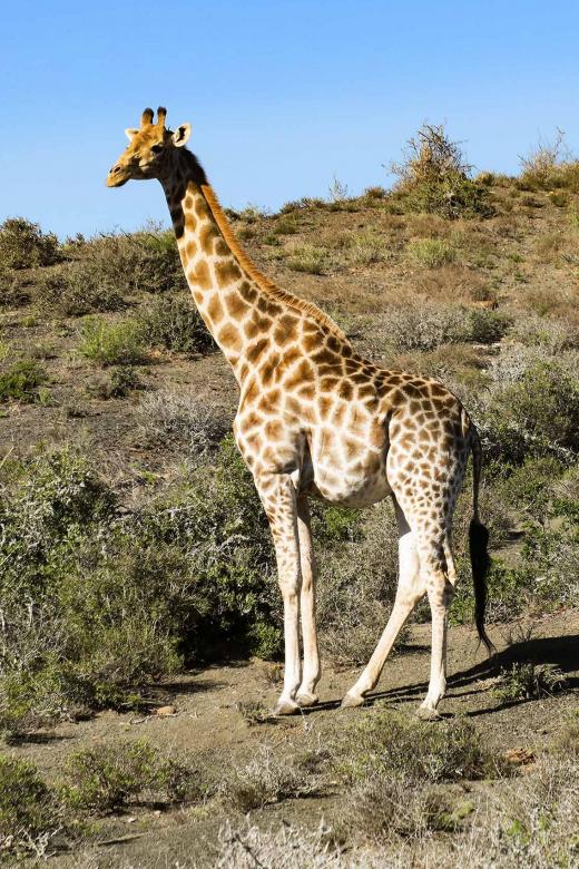 Giraffe