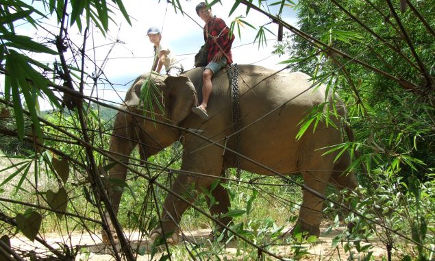 Zu Besuch bei den Elefanten