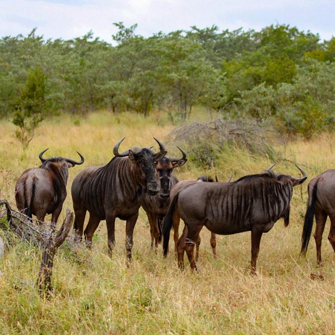 Sabi Sands