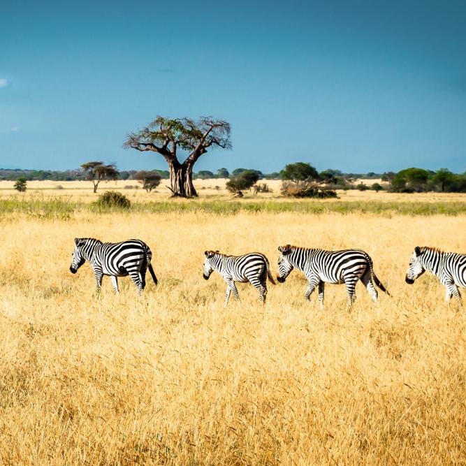 Zebras