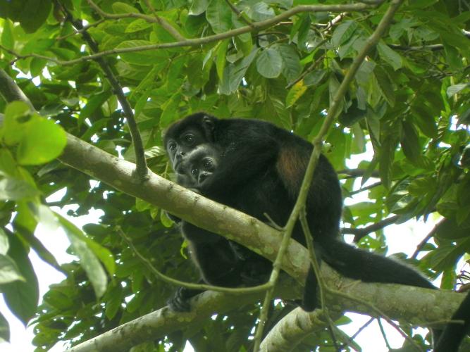 Howler Monkey